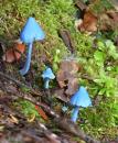 Blue mushrooms looking like smurf umbrellas on Aotea